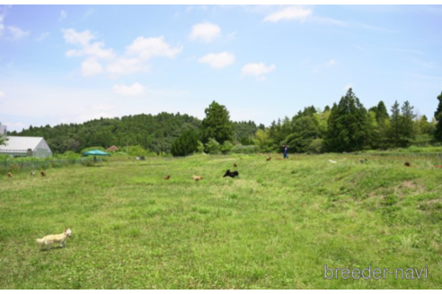 成約済の千葉県のポメラニアン-222814の2枚目